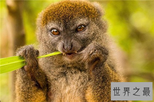 【图】保护濒危动物是每集体的责任 七种濒危动物引见