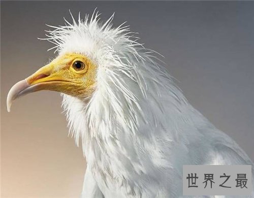 【图】保护濒危动物是每集体的责任 七种濒危动物引见