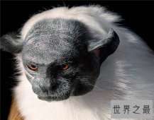 【图】保护濒危动物是每个人的责任 七种濒危动物介绍