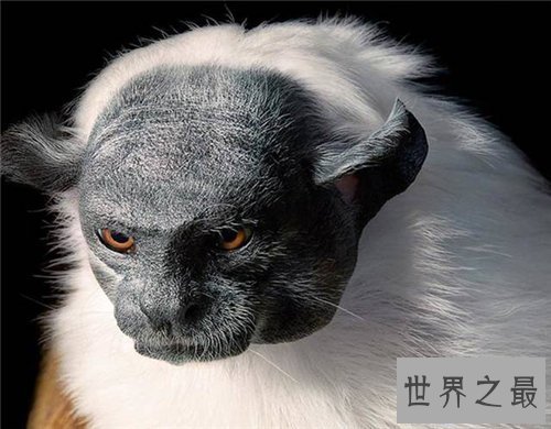 【图】保护濒危动物是每集体的责任 七种濒危动物引见