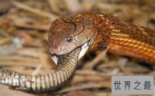 【图】黑曼巴蛇vs眼镜王蛇谁更强 闪电速度决议它是王