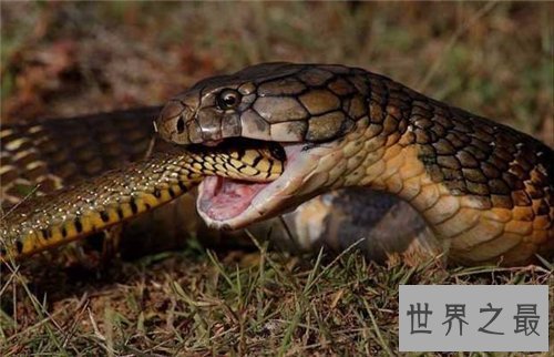 【图】黑曼巴蛇vs眼镜王蛇谁更强 闪电速度决议它是王