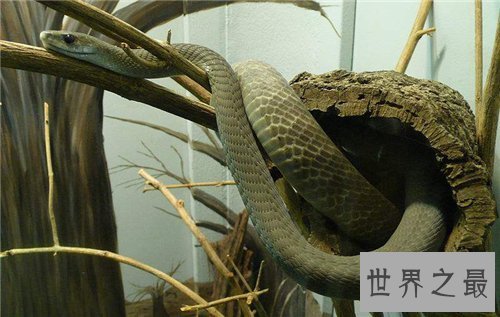 【图】黑曼巴蛇vs眼镜王蛇谁更强 闪电速度决议它是王