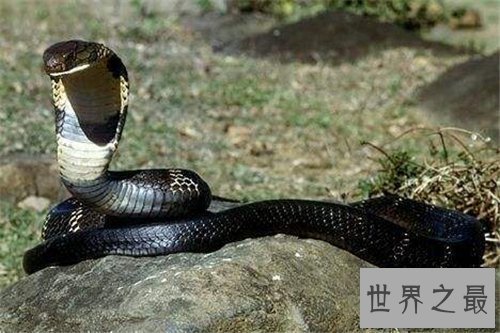 【图】黑曼巴蛇vs眼镜王蛇谁更强 闪电速度决议它是王