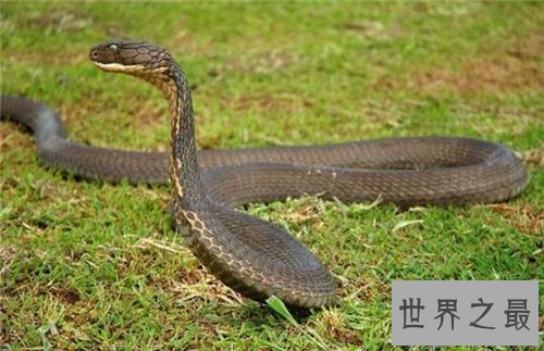 【图】黑曼巴蛇vs眼镜王蛇谁更强 闪电速度决议它是王