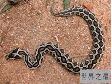 【图】黑曼巴蛇vs眼镜王蛇谁更强 闪电速度决定它是王