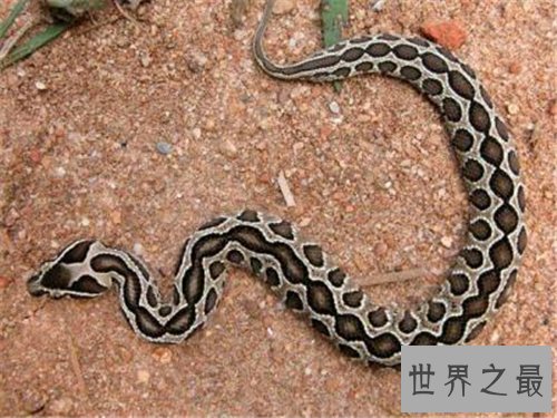 【图】黑曼巴蛇vs眼镜王蛇谁更强 闪电速度决议它是王