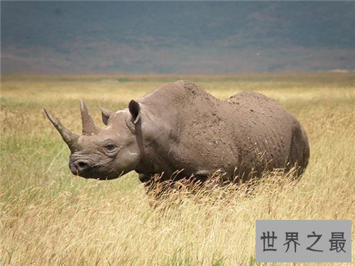 【图】灭绝的动物都有哪些 数百年前隐没的动物又再现
