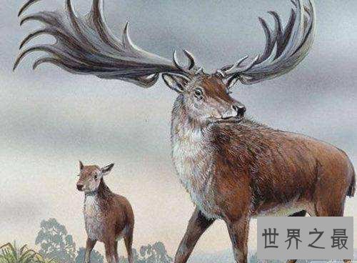 【图】灭绝的动物都有哪些 数百年前隐没的动物又再现