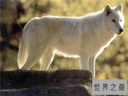 【图】灭绝的动物都有哪些 数百年前隐没的动物又再现