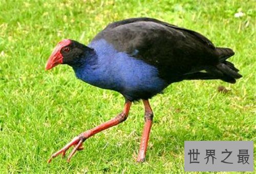 【图】灭绝的动物都有哪些 数百年前隐没的动物又再现