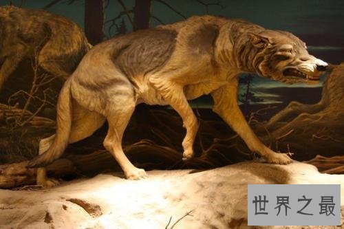 【图】灭绝的动物都有哪些 数百年前隐没的动物又再现