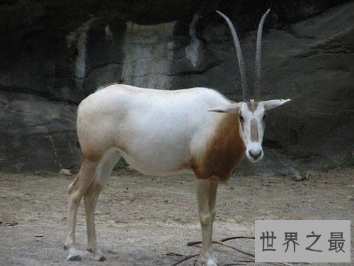 【图】灭绝的动物都有哪些 数百年前隐没的动物又再现