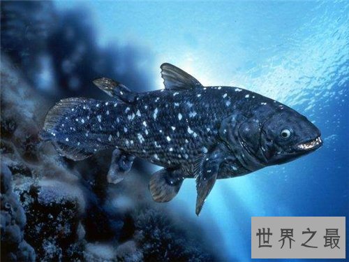 【图】灭绝的动物都有哪些 数百年前隐没的动物又再现