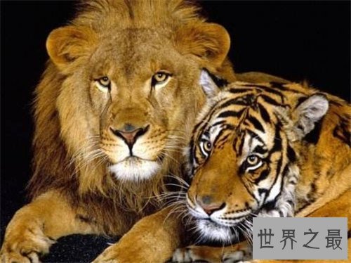 【图】狮虎兽VS虎狮兽谁更凶猛 两者的成活率仅有50万分