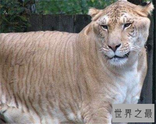 【图】狮虎兽VS虎狮兽谁更凶猛 两者的成活率仅有50万分
