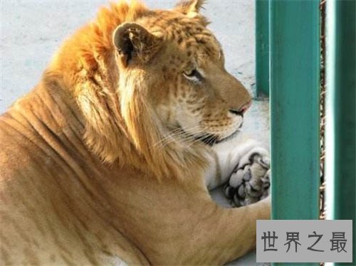 【图】狮虎兽VS虎狮兽谁更凶猛 两者的成活率仅有50万分