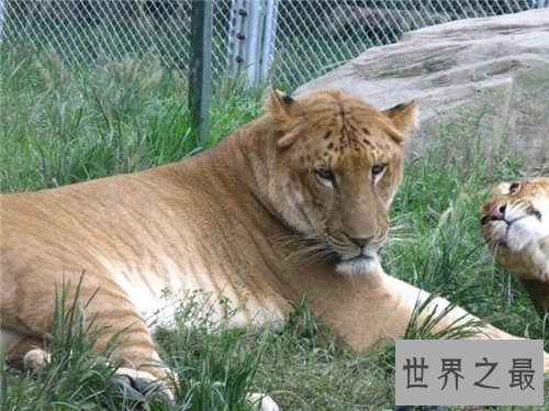 【图】狮虎兽VS虎狮兽谁更凶猛 两者的成活率仅有50万分