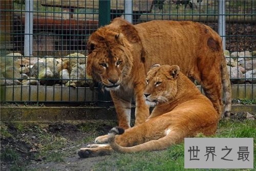 【图】狮虎兽VS虎狮兽谁更凶猛 两者的成活率仅有50万分