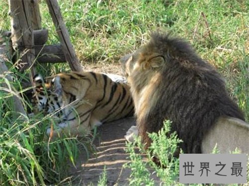 【图】狮虎兽VS虎狮兽谁更凶猛 两者的成活率仅有50万分
