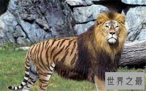 【图】狮虎兽VS虎狮兽谁更凶猛 两者的成活率仅有50万分