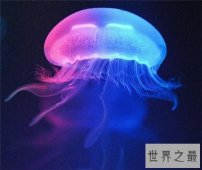 【图】水母能吃吗 原来这样美味的菜竟然是水母