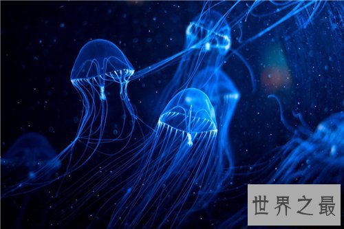 【图】水母能吃吗 原来这样美味的菜竟然是水母