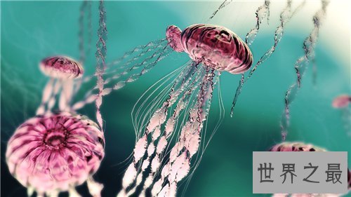 【图】水母能吃吗 原来这样美味的菜竟然是水母