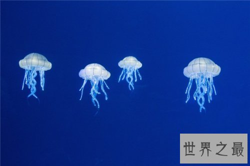 【图】水母能吃吗 原来这样美味的菜竟然是水母