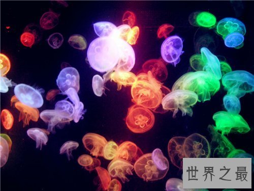 【图】水母能吃吗 原来这样美味的菜竟然是水母