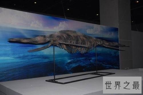 【图】蓝鲸图片，世界上最大的鲸，听说他的舌头上可