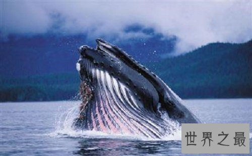 【图】蓝鲸图片，世界上最大的鲸，听说他的舌头上可
