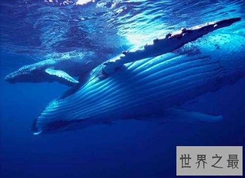 【图】蓝鲸图片，世界上最大的鲸，听说他的舌头上可