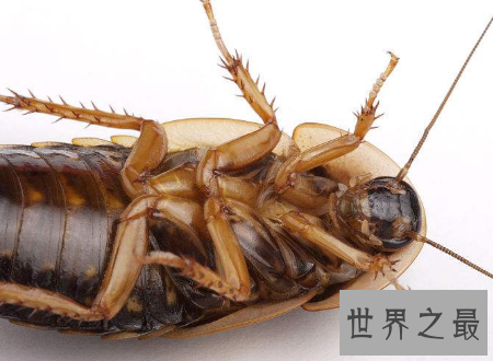 【图】杜比亚蟑螂不是四害它竟然还有药用价值