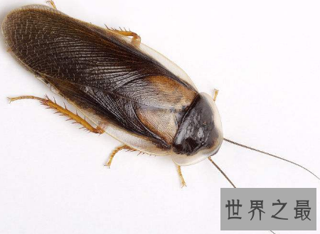 【图】杜比亚蟑螂不是四害它竟然还有药用价值