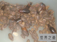 【图】杜比亚蟑螂不是四害它竟然还有药用价值