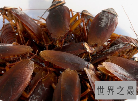 【图】杜比亚蟑螂不是四害它竟然还有药用价值