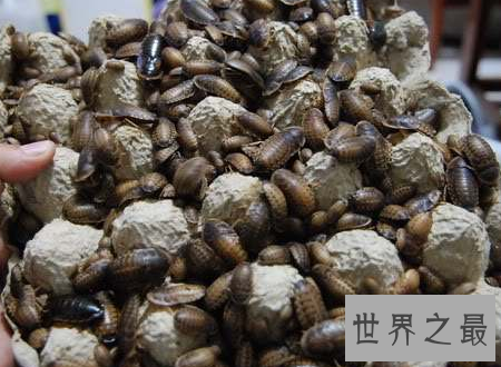 【图】杜比亚蟑螂不是四害它竟然还有药用价值