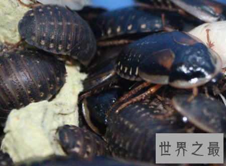 【图】杜比亚蟑螂不是四害它竟然还有药用价值