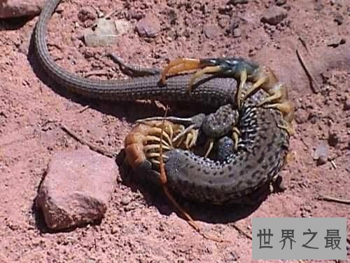 【图】世界上最大的巨型蜈蚣，看着让人头皮发麻！