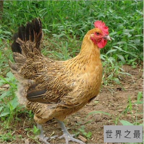 【图】世界上最大的巨型蜈蚣，看着让人头皮发麻！