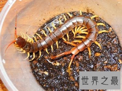 【图】世界上最大的巨型蜈蚣，看着让人头皮发麻！