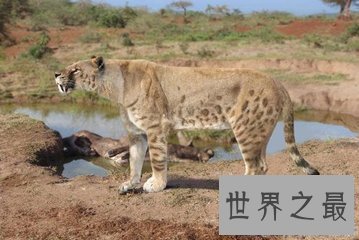 【图】异剑齿虎是美国佛罗里达老虎的一个新的品种