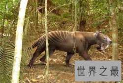 【图】异剑齿虎是美国佛罗里达老虎的一个新的品种