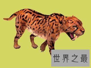 【图】异剑齿虎是美国佛罗里达老虎的一个新的品种