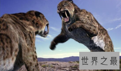 【图】异剑齿虎是美国佛罗里达老虎的一个新的品种