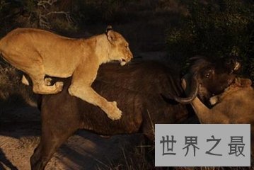 【图】异剑齿虎是美国佛罗里达老虎的一个新的品种