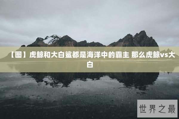 【图】虎鲸和大白鲨都是海洋中的霸主 那么虎鲸vs大白