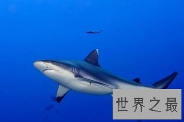 【图】虎鲸和大白鲨都是陆地中的霸主 那么虎鲸vs大白