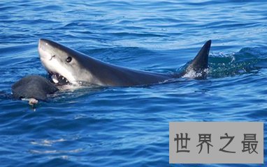 【图】虎鲸和大白鲨都是陆地中的霸主 那么虎鲸vs大白
